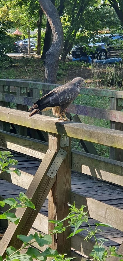 greifvogel
