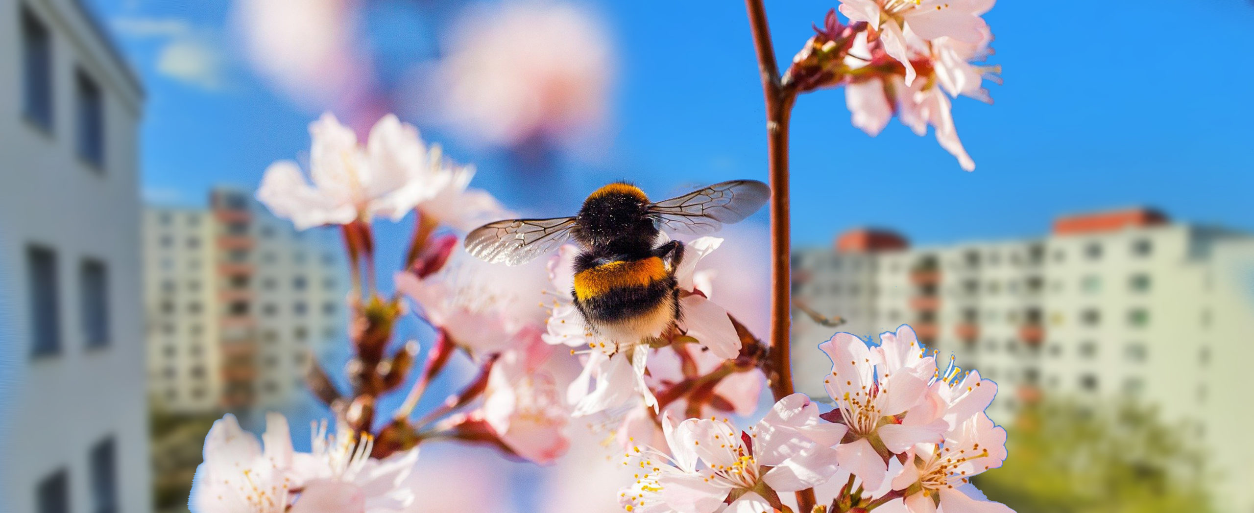 insekten