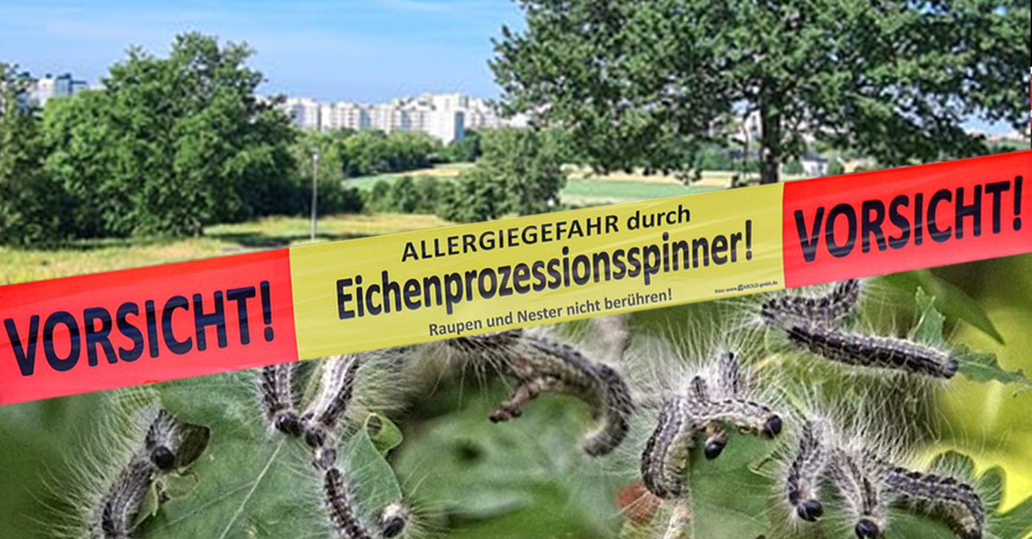 eichenprozessionsspinner