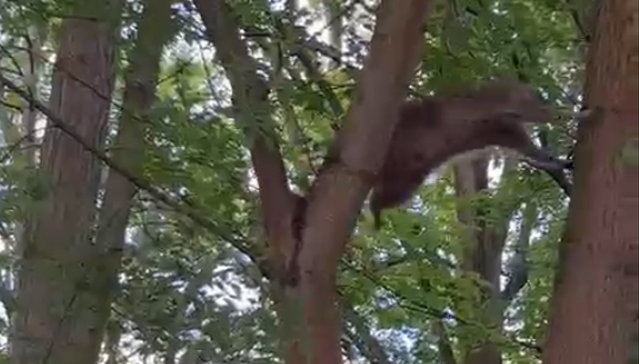 waschbär