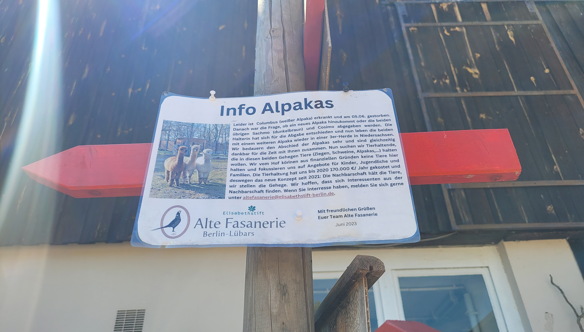 alpakas