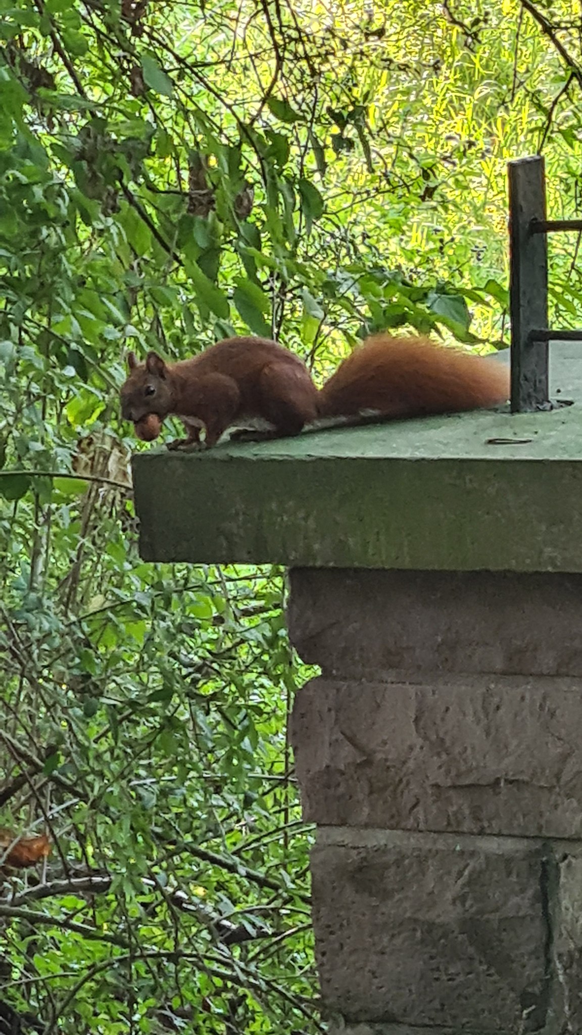 Eichhörnchen