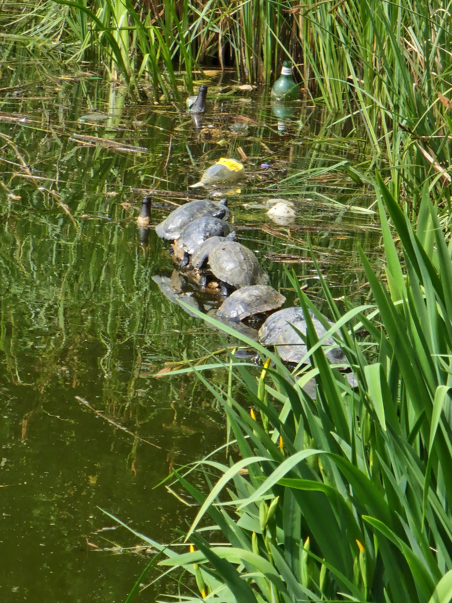 schildkröten