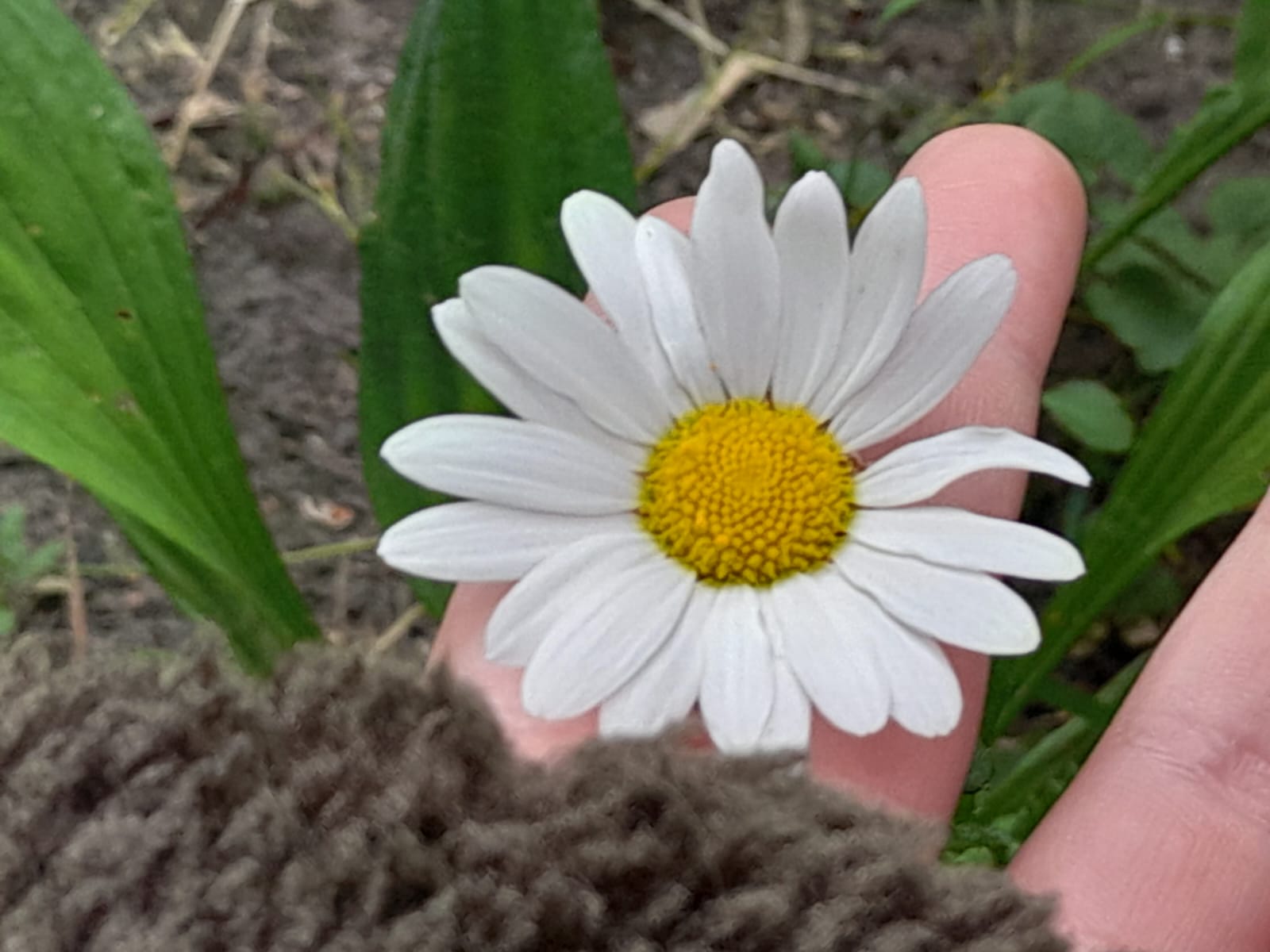 blumenbeet bienen blumenwiese