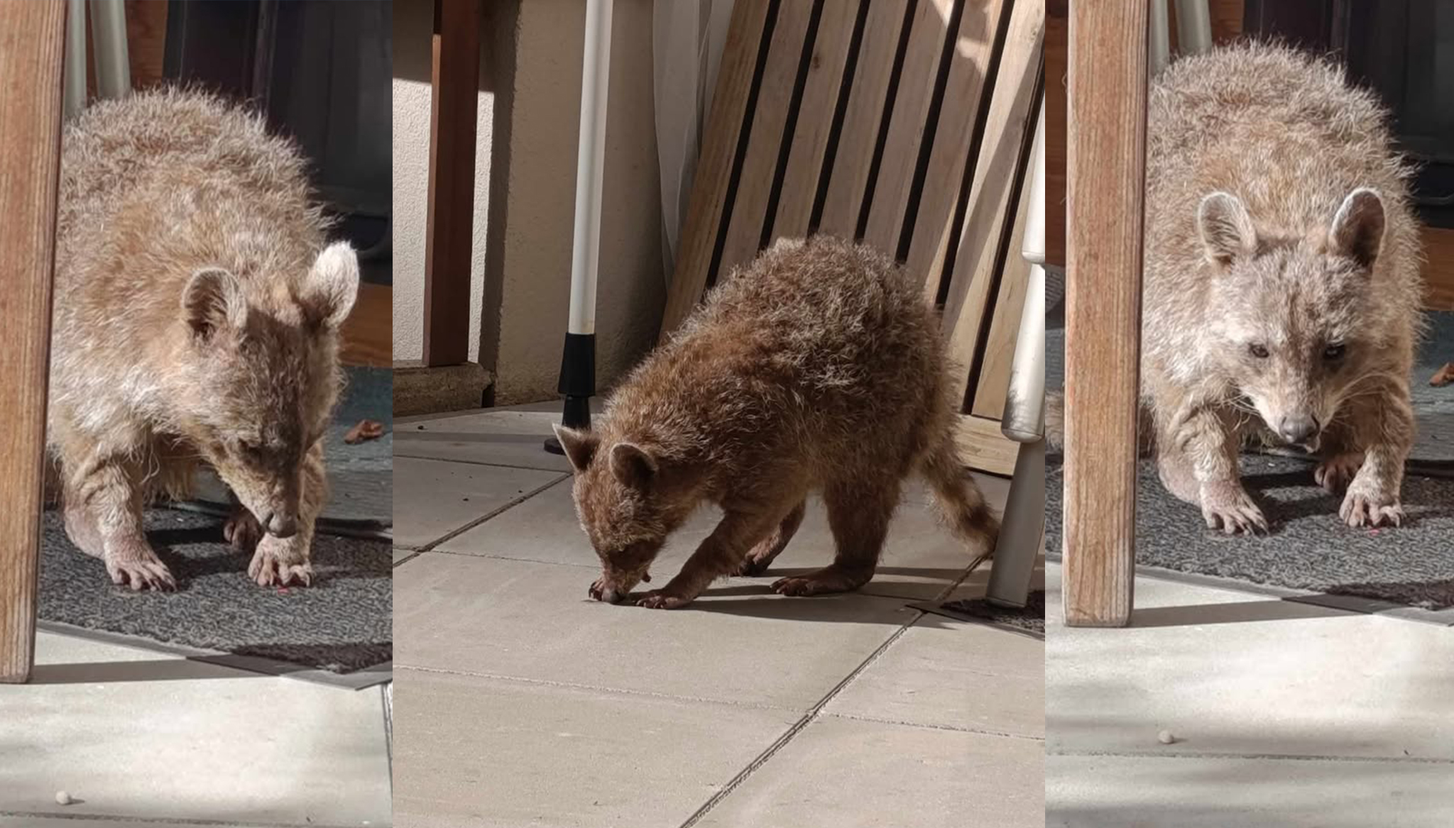 Waschbär