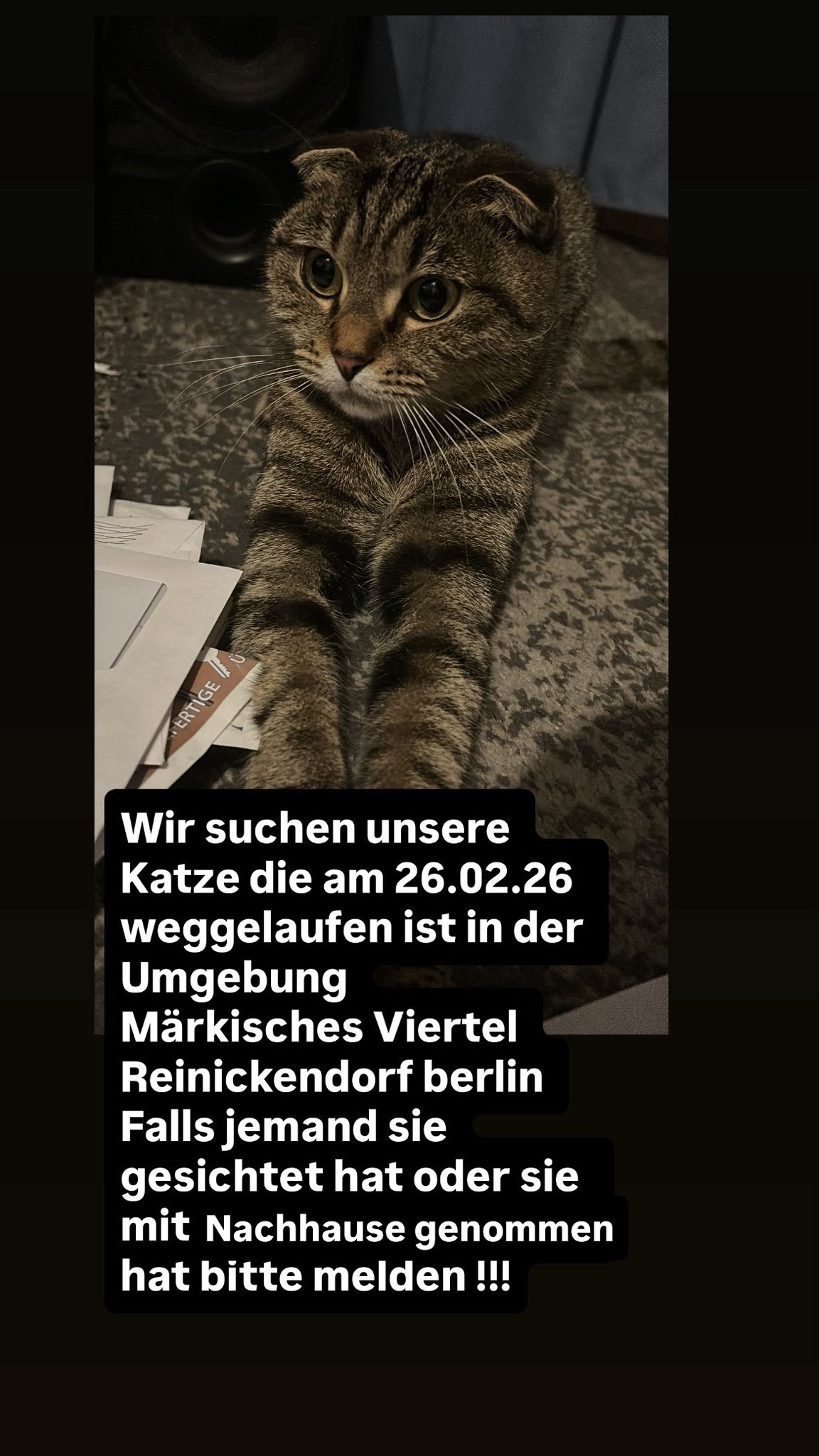 katze vermisst