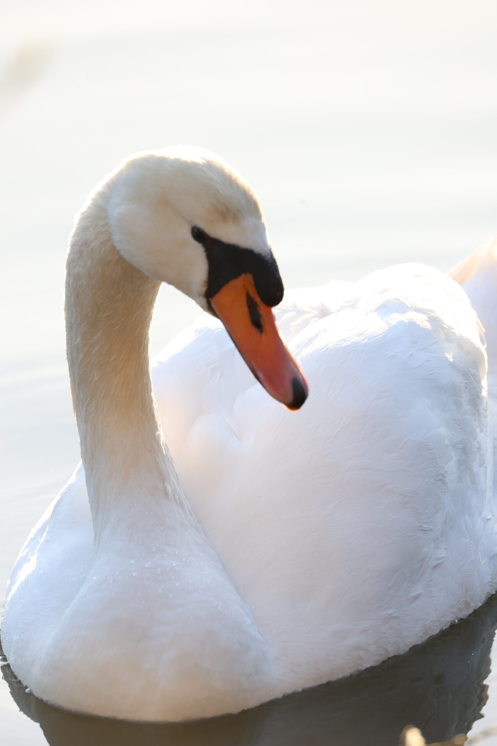 vögel