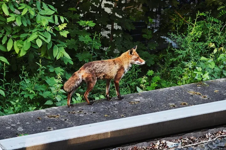fuchs