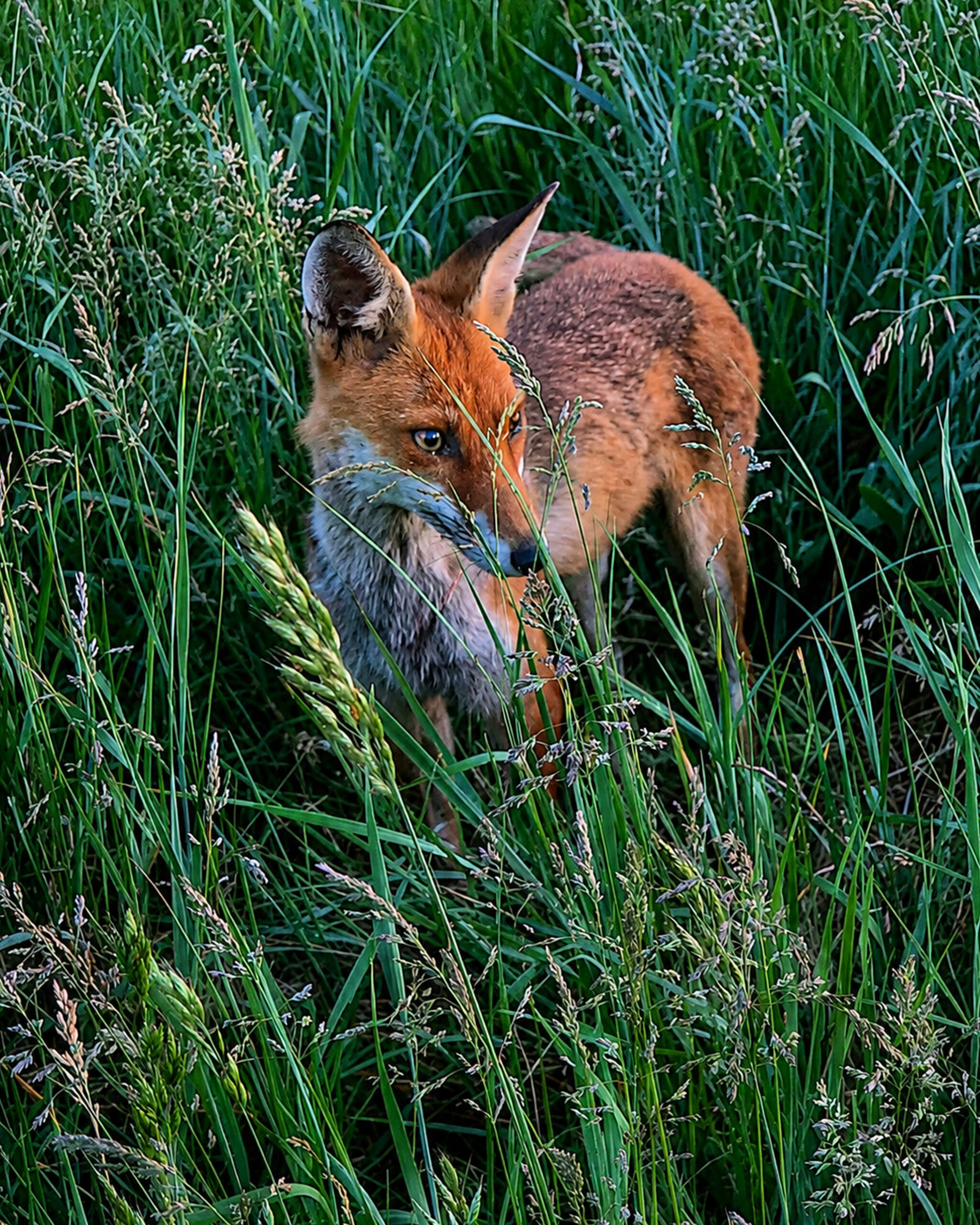 fuchs