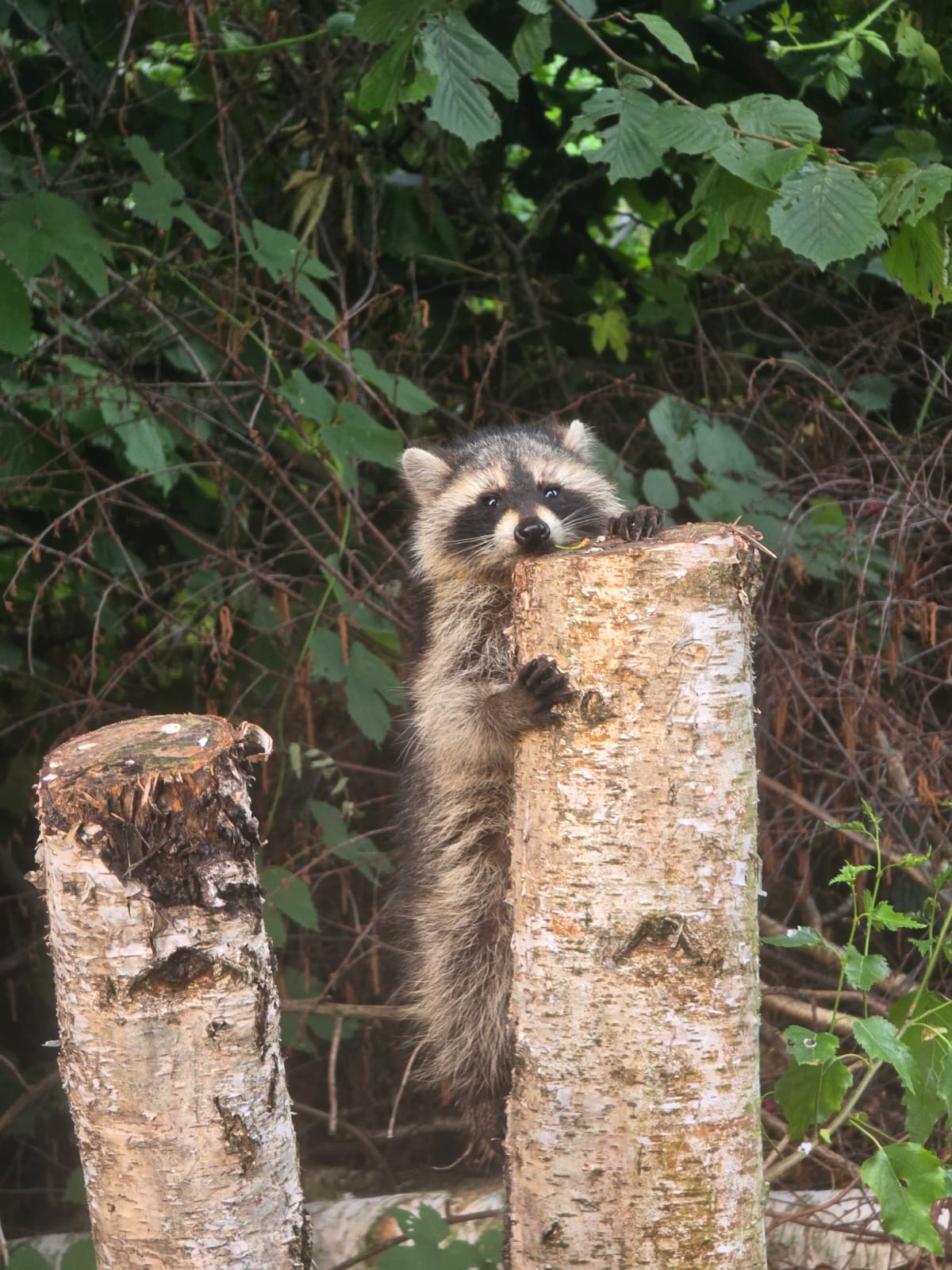 waschbär