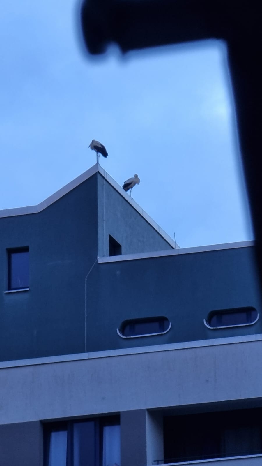 vögel