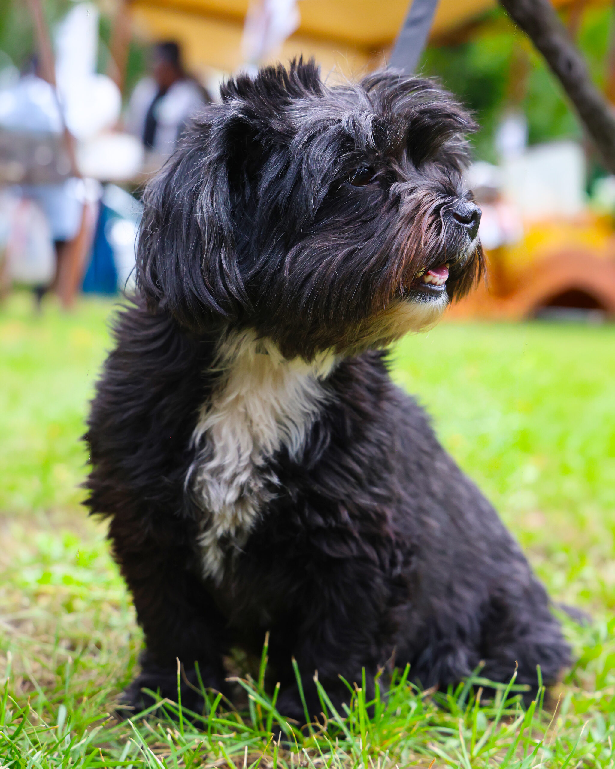 hund