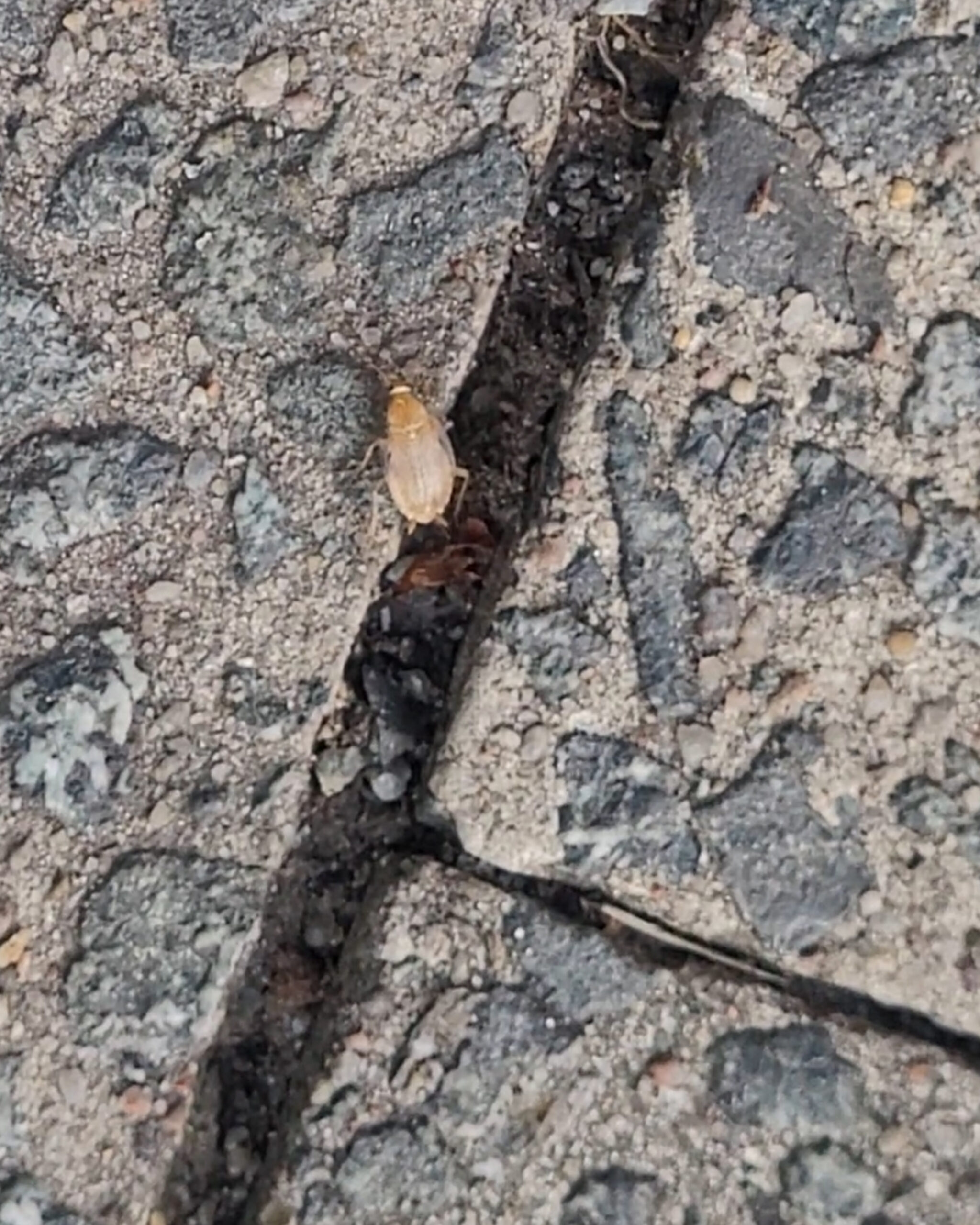 insekten
