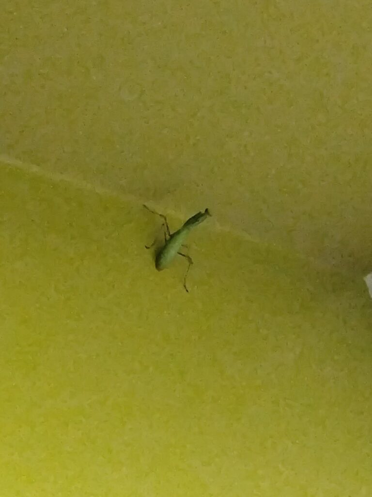 insekten