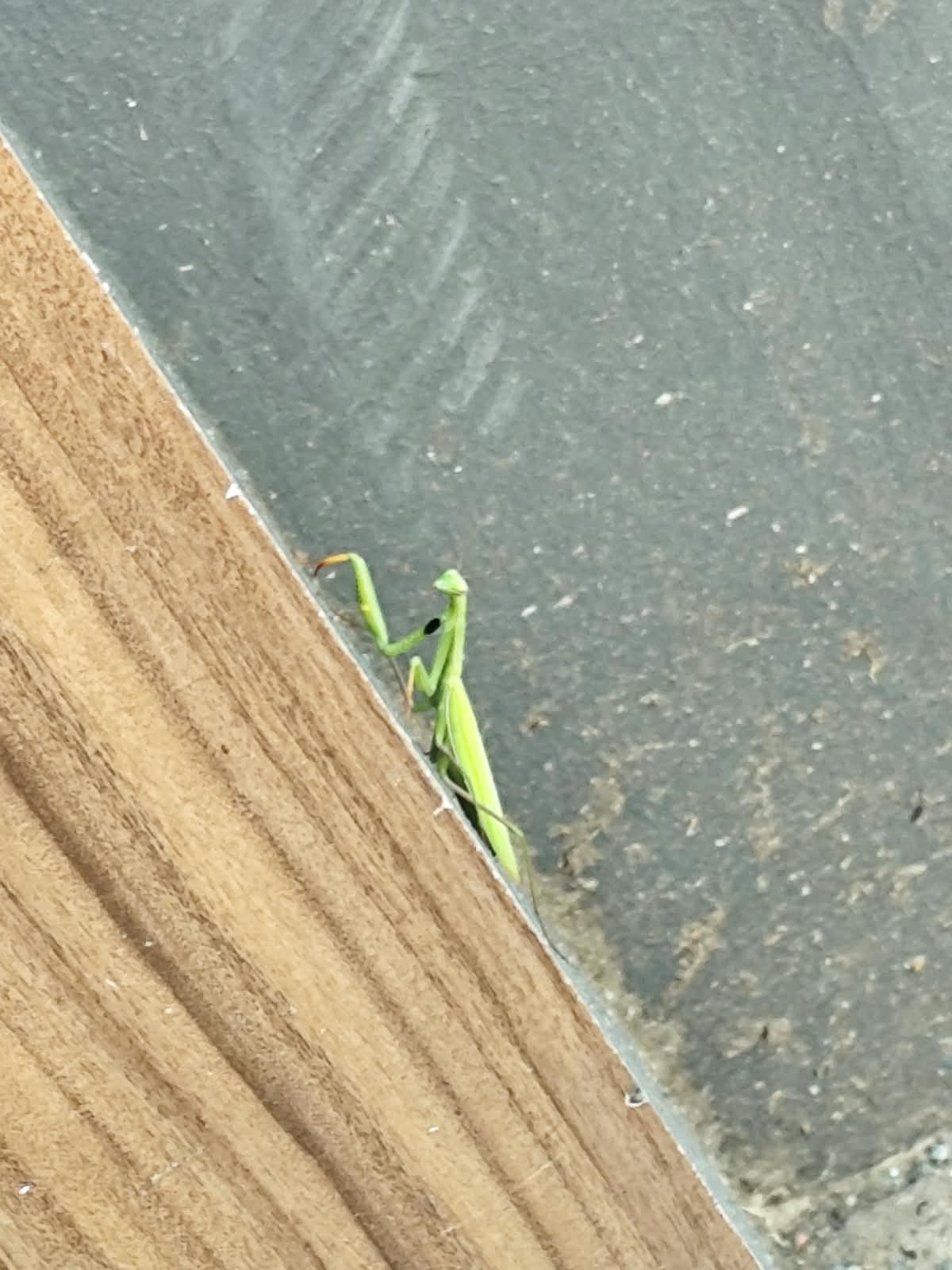 insekten