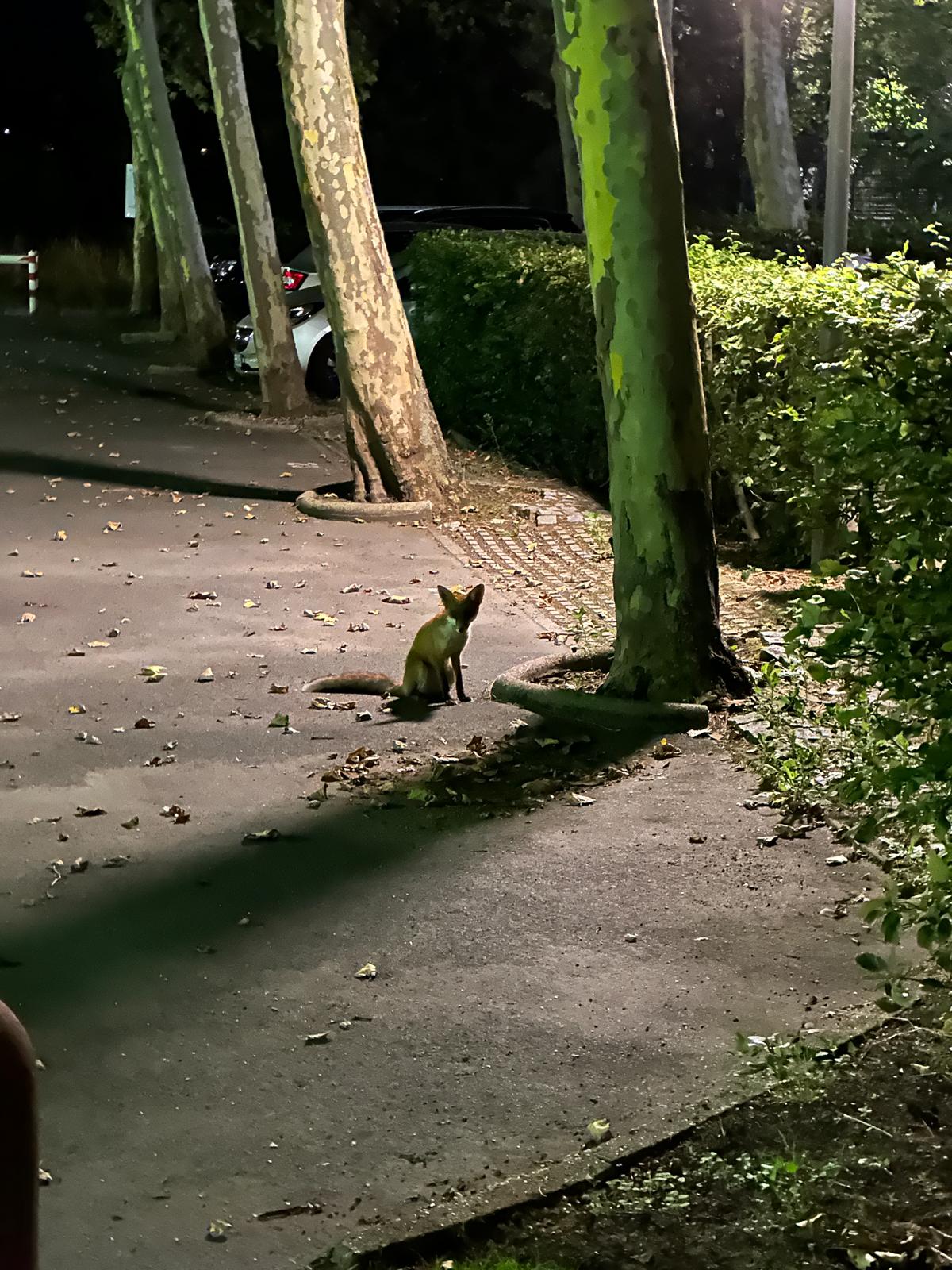 fuchs
