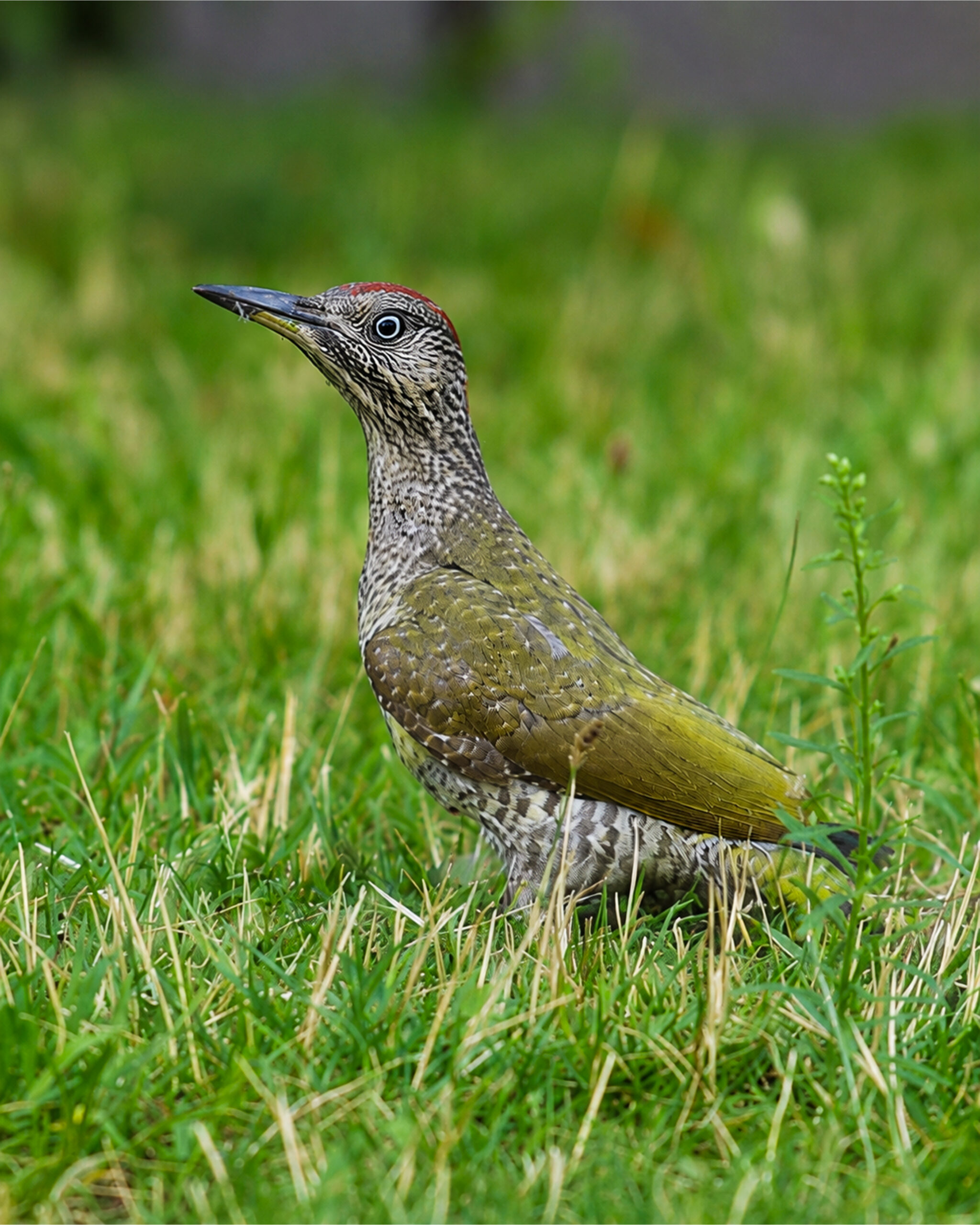 vögel