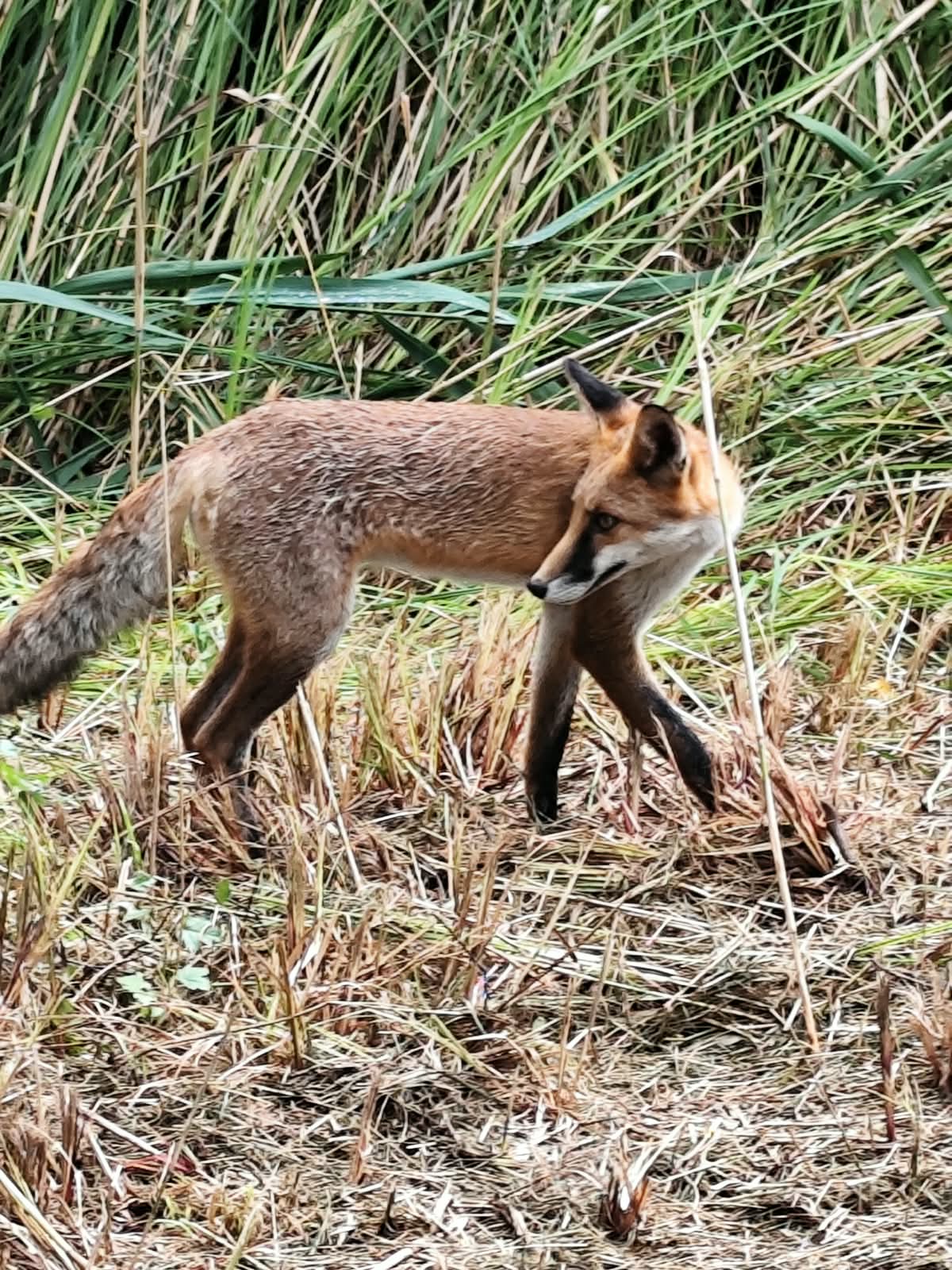 fuchs